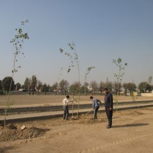کاشت درخت تبریزی   - آبان 94